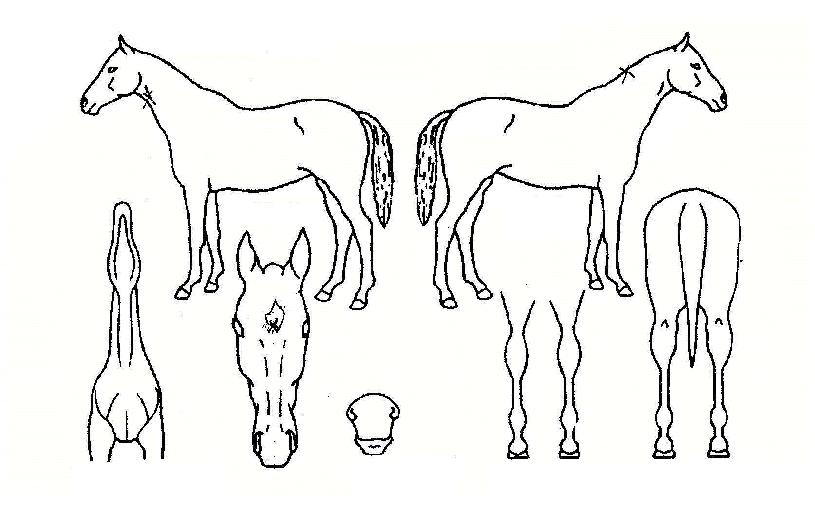 �����Ǻ��� ����,���,�޸�,�λ�,�ٸ��� Ư¡����