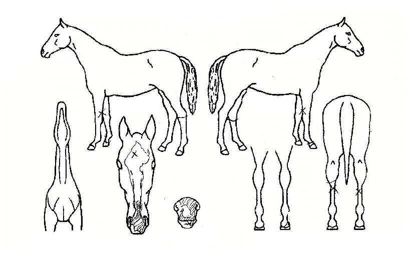 ���߸����� ����,���,�޸�,�λ�,�ٸ��� Ư¡����