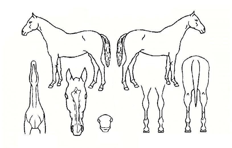 ����ȣ���� ����,���,�޸�,�λ�,�ٸ��� Ư¡����