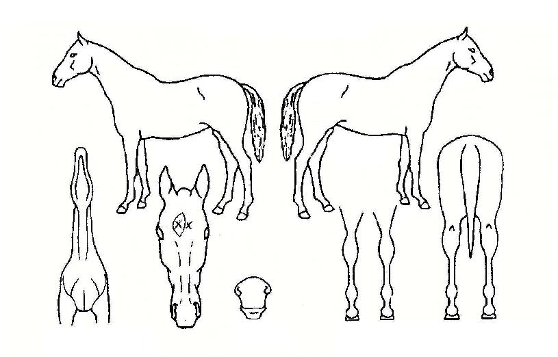 ���������� ����,���,�޸�,�λ�,�ٸ��� Ư¡����