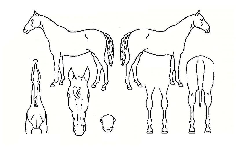 ����Ƽ���� ����,���,�޸�,�λ�,�ٸ��� Ư¡����