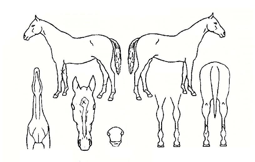 ¹éÈ·ÉÀÇ Ãø¸é,¿ì¸é,µÞ¸é,µÎ»ó,´Ù¸®ÀÇ Æ¯Â¡µµÇØ