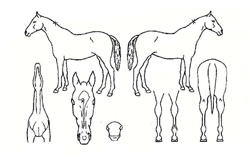 ¼Û¸¶ÀǺûÀÇ Ãø¸é,¿ì¸é,µÞ¸é,µÎ»ó,´Ù¸®ÀÇ Æ¯Â¡µµÇØ