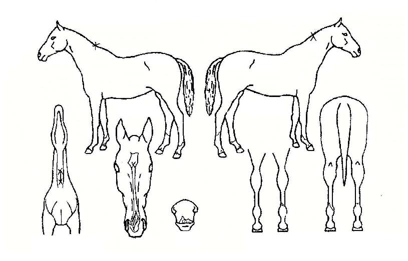 ����ī�� ����,���,�޸�,�λ�,�ٸ��� Ư¡����