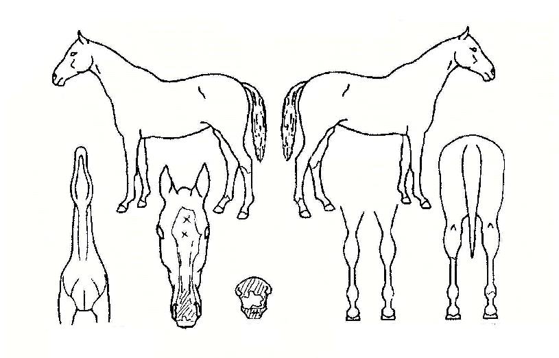 ½ºÇÁ¸µÁøÀÇ Ãø¸é,¿ì¸é,µÞ¸é,µÎ»ó,´Ù¸®ÀÇ Æ¯Â¡µµÇØ