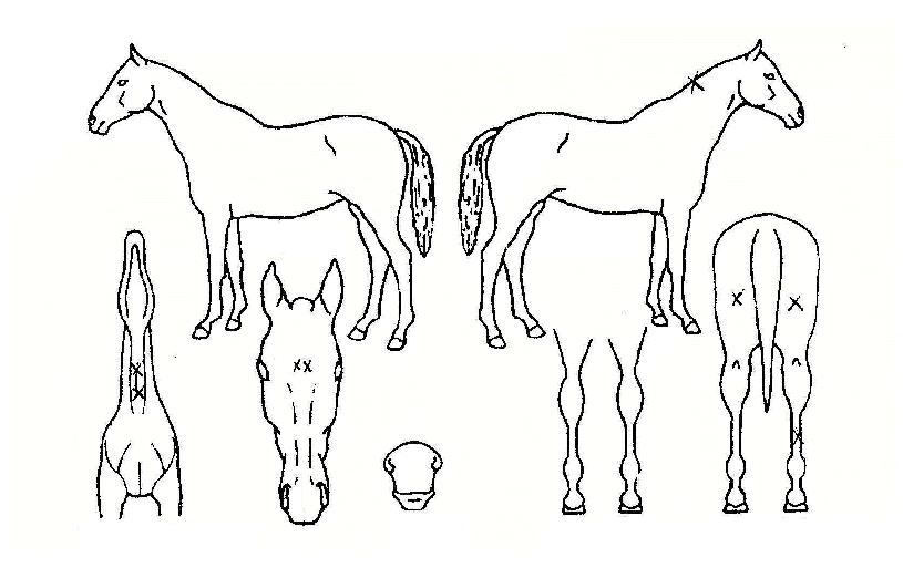 ����ũ���� ����,���,�޸�,�λ�,�ٸ��� Ư¡����