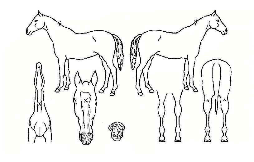 �÷�������Ʈ�� ����,���,�޸�,�λ�,�ٸ��� Ư¡����