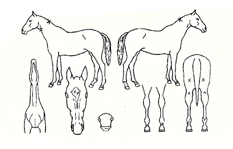 �����Ǽ��� ����,���,�޸�,�λ�,�ٸ��� Ư¡����