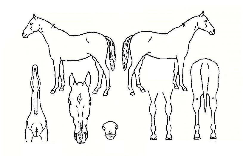 �۷θ�����ڸ��� ����,���,�޸�,�λ�,�ٸ��� Ư¡����