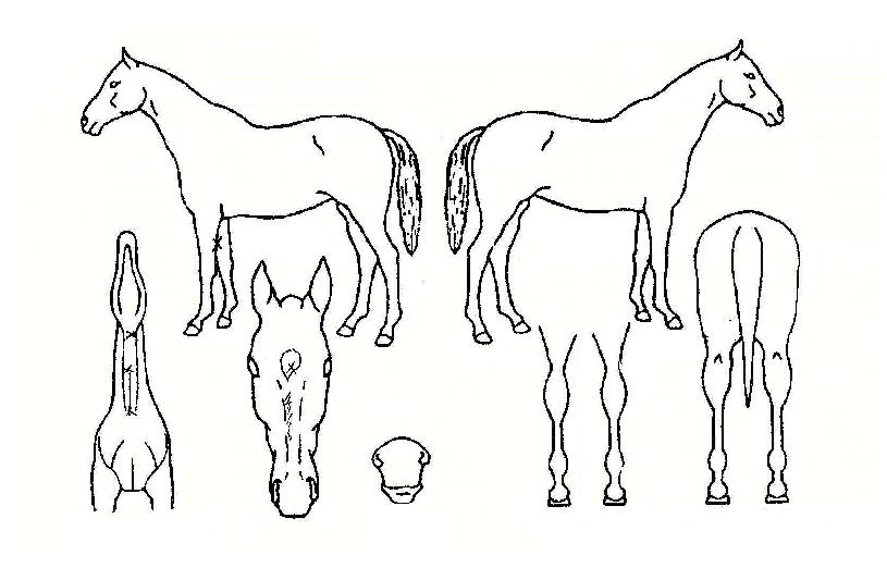 ¾ÆÆú·ÎÀÇ Ãø¸é,¿ì¸é,µÞ¸é,µÎ»ó,´Ù¸®ÀÇ Æ¯Â¡µµÇØ