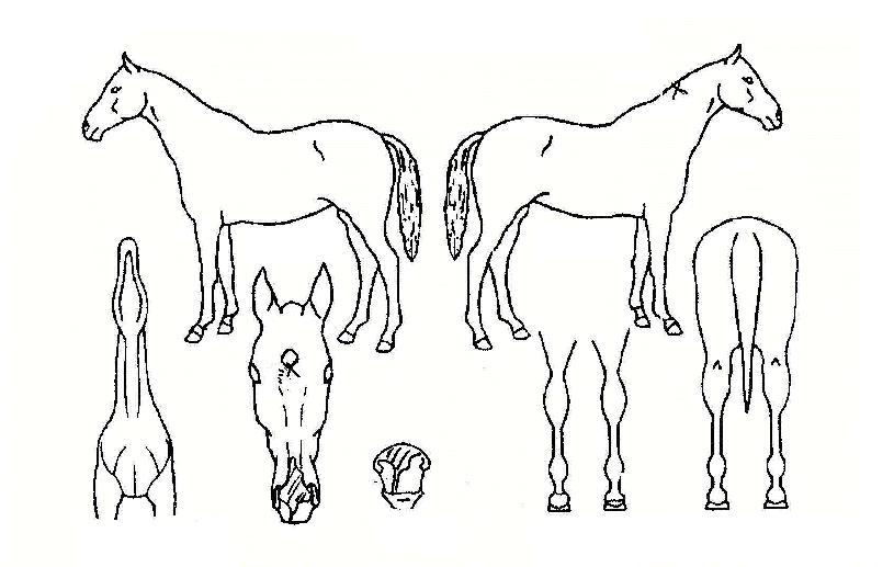 �����Ǻ��� ����,���,�޸�,�λ�,�ٸ��� Ư¡����