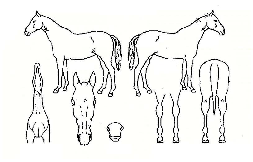 �������̽�Ʈ�� ����,���,�޸�,�λ�,�ٸ��� Ư¡����