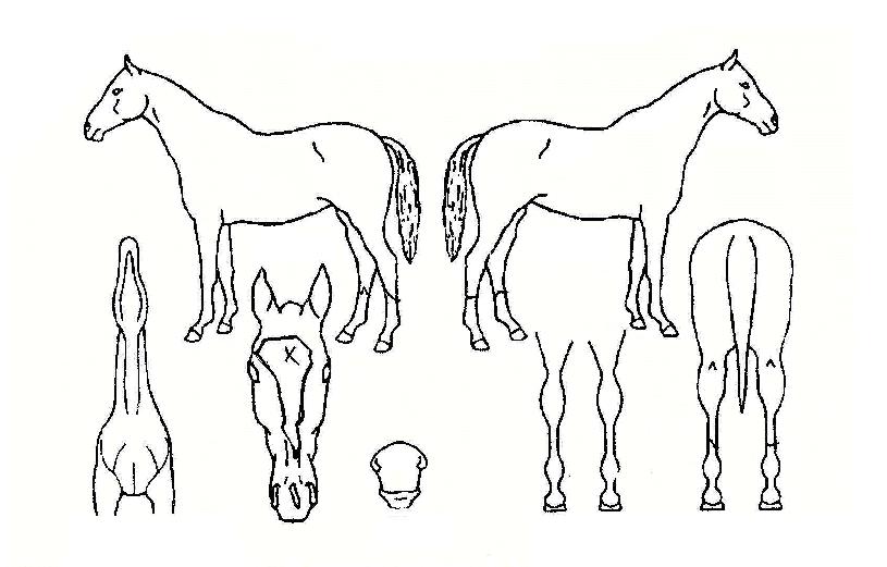 Ç÷³Å©·¹ÀÎÀÚ¸¶ÀÇ Ãø¸é,¿ì¸é,µÞ¸é,µÎ»ó,´Ù¸®ÀÇ Æ¯Â¡µµÇØ