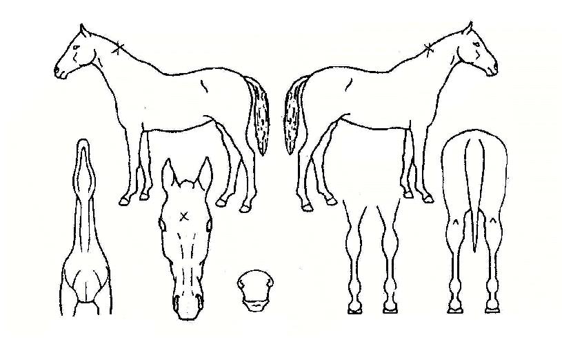 ���־����� ����,���,�޸�,�λ�,�ٸ��� Ư¡����