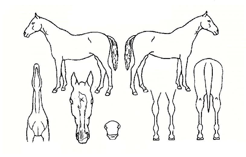 ºñÄ«¼¹ÌÆ®ÀÇ Ãø¸é,¿ì¸é,µÞ¸é,µÎ»ó,´Ù¸®ÀÇ Æ¯Â¡µµÇØ