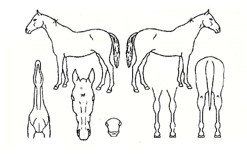 �������� ����,���,�޸�,�λ�,�ٸ��� Ư¡����