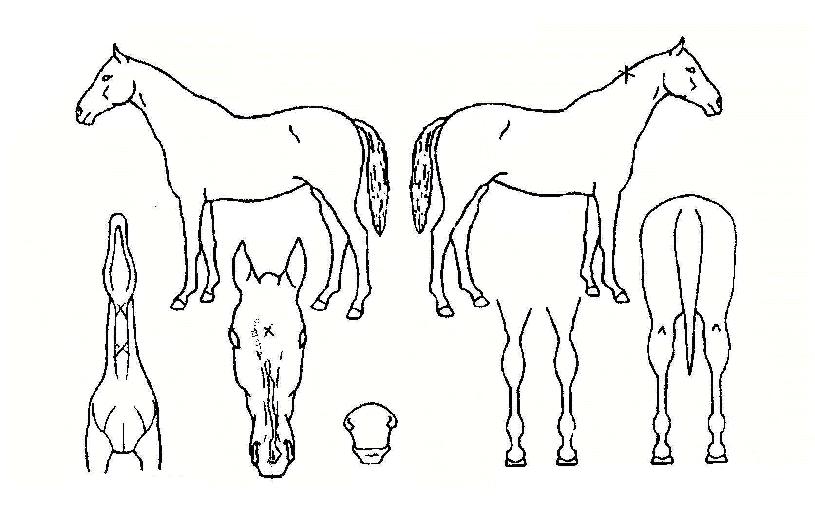 ��������ĵ�� ����,���,�޸�,�λ�,�ٸ��� Ư¡����