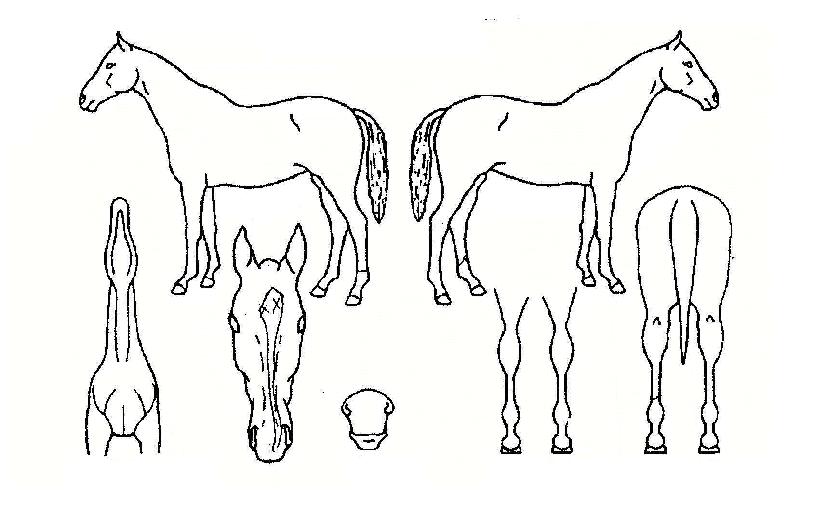 �����ڸ��� ����,���,�޸�,�λ�,�ٸ��� Ư¡����