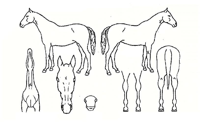 ¸Þµµ¿ì¼±ÀÇ Ãø¸é,¿ì¸é,µÞ¸é,µÎ»ó,´Ù¸®ÀÇ Æ¯Â¡µµÇØ