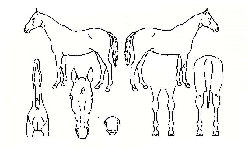 ī���ڸ��� ����,���,�޸�,�λ�,�ٸ��� Ư¡����