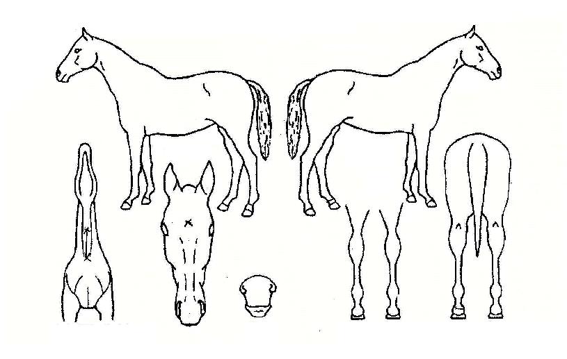 ���������� ����,���,�޸�,�λ�,�ٸ��� Ư¡����