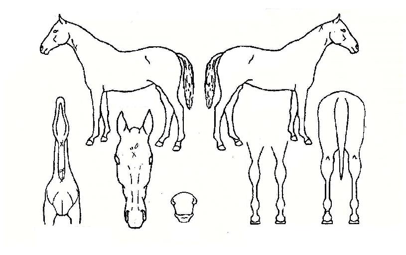 ��������� ����,���,�޸�,�λ�,�ٸ��� Ư¡����