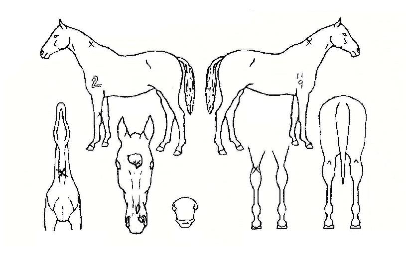 ºòŸÀÓÀÇ Ãø¸é,¿ì¸é,µÞ¸é,µÎ»ó,´Ù¸®ÀÇ Æ¯Â¡µµÇØ