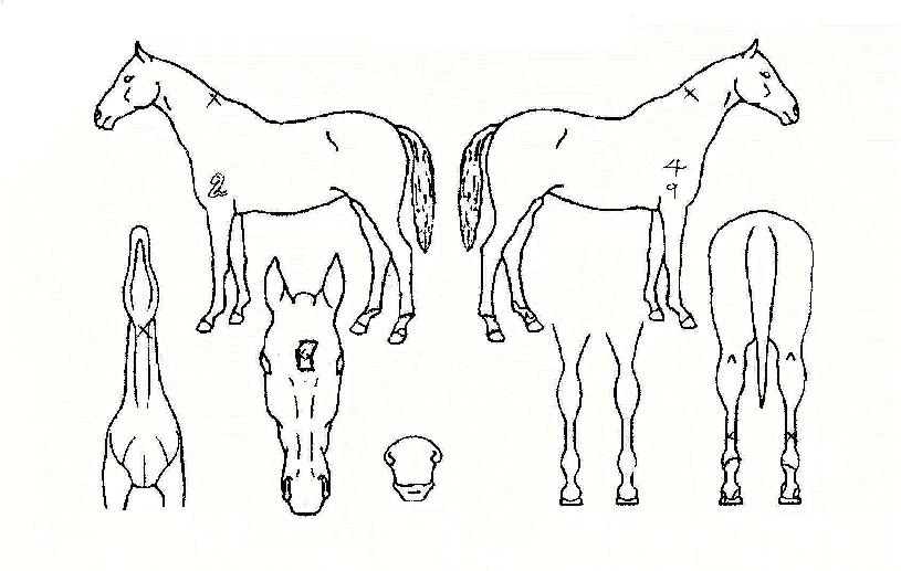 �鷣���� ����,���,�޸�,�λ�,�ٸ��� Ư¡����