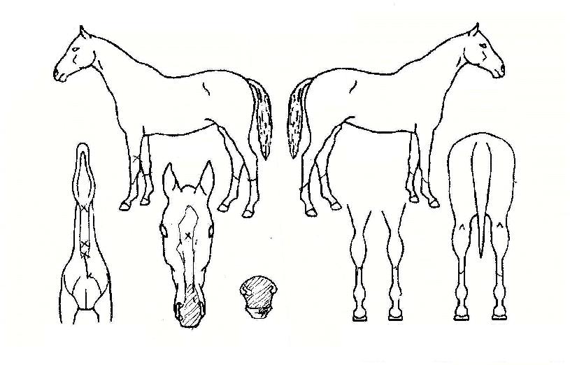 ���γ����� ����,���,�޸�,�λ�,�ٸ��� Ư¡����