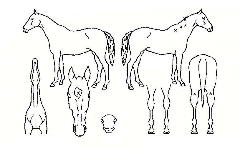 ³ª´®ÀÇÇູÀÇ Ãø¸é,¿ì¸é,µÞ¸é,µÎ»ó,´Ù¸®ÀÇ Æ¯Â¡µµÇØ