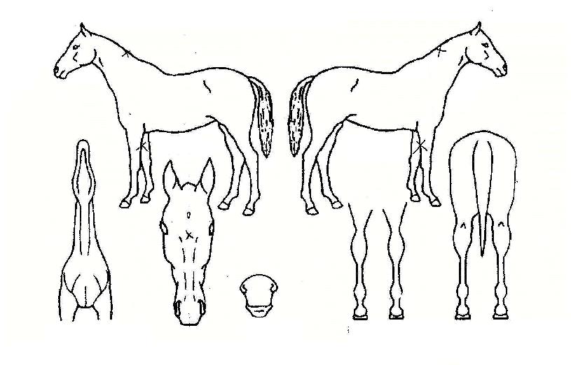 ���̳ΰ��� ����,���,�޸�,�λ�,�ٸ��� Ư¡����