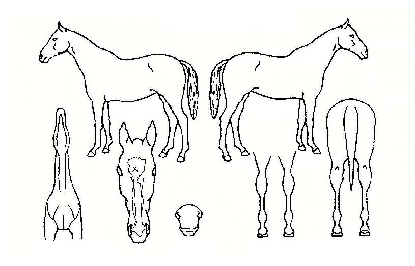 ¸ÅÁ÷ÆÝÄ¡ÀÇ Ãø¸é,¿ì¸é,µÞ¸é,µÎ»ó,´Ù¸®ÀÇ Æ¯Â¡µµÇØ