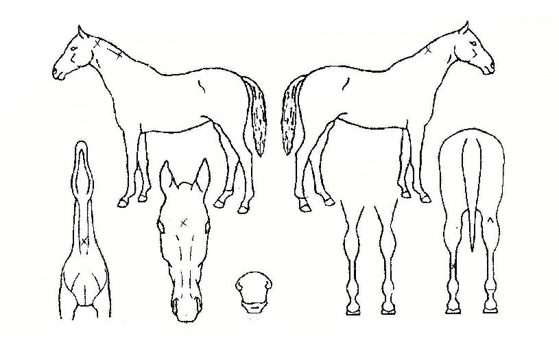 �鼼ûǳ�� ����,���,�޸�,�λ�,�ٸ��� Ư¡����