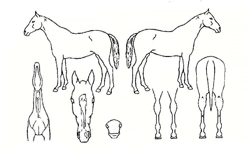 �۷ι��븮�� ����,���,�޸�,�λ�,�ٸ��� Ư¡����