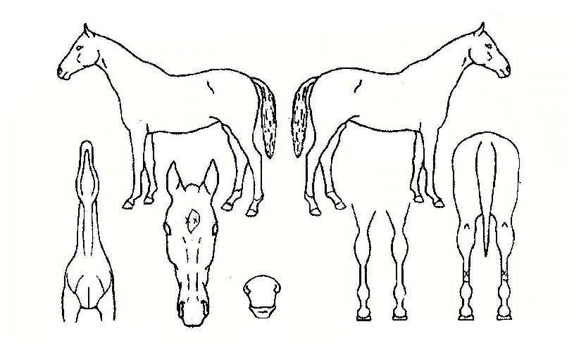 �ƶ������� ����,���,�޸�,�λ�,�ٸ��� Ư¡����