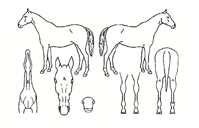 Ȳ±ÝÀ屺ÀÇ Ãø¸é,¿ì¸é,µÞ¸é,µÎ»ó,´Ù¸®ÀÇ Æ¯Â¡µµÇØ