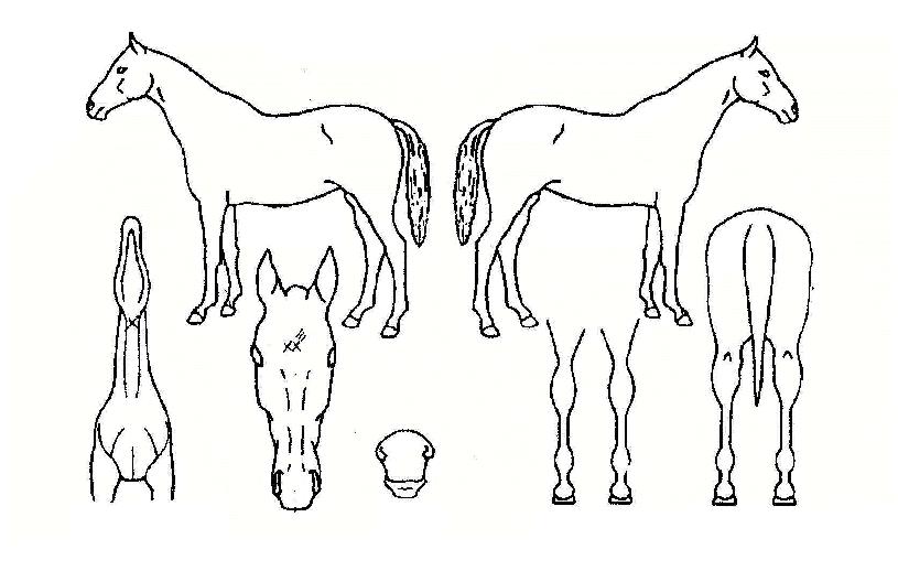 ġ����� ����,���,�޸�,�λ�,�ٸ��� Ư¡����