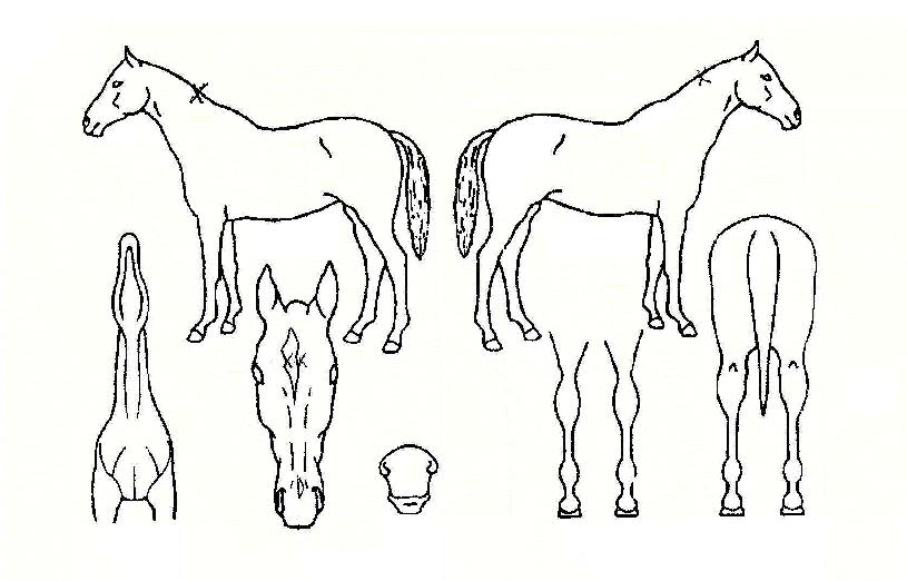 Ç®¹®ÆÄƼÀÇ Ãø¸é,¿ì¸é,µÞ¸é,µÎ»ó,´Ù¸®ÀÇ Æ¯Â¡µµÇØ