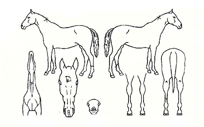 ��ȣ�ʽ��� ����,���,�޸�,�λ�,�ٸ��� Ư¡����