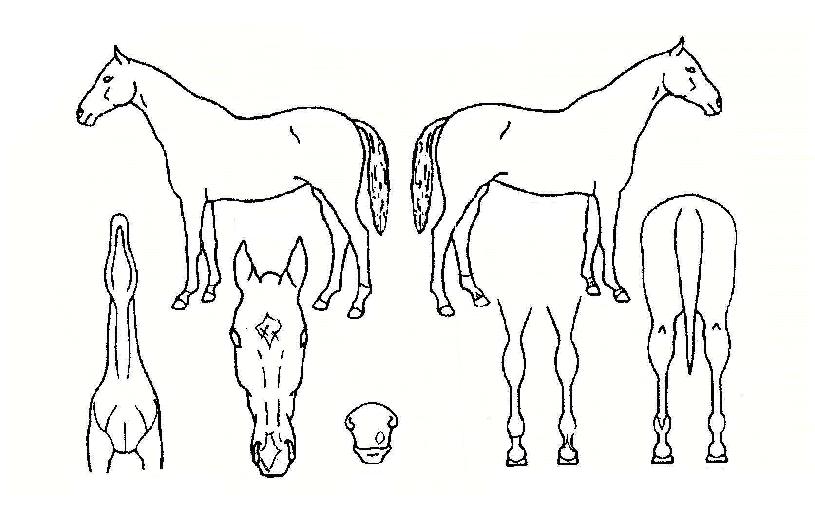 �Ҳɴ���� ����,���,�޸�,�λ�,�ٸ��� Ư¡����