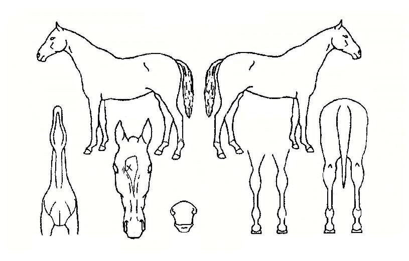 ��������� ����,���,�޸�,�λ�,�ٸ��� Ư¡����