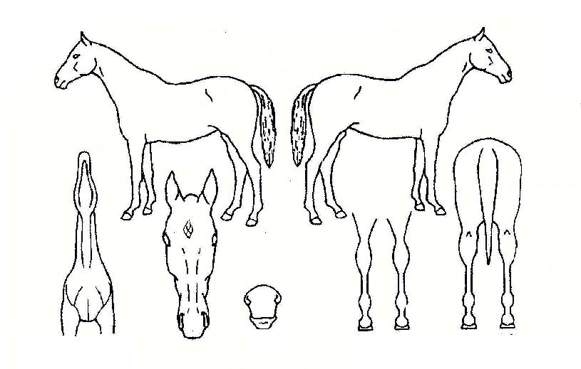 ºÏµÎ½Å±ÇÀÇ Ãø¸é,¿ì¸é,µÞ¸é,µÎ»ó,´Ù¸®ÀÇ Æ¯Â¡µµÇØ