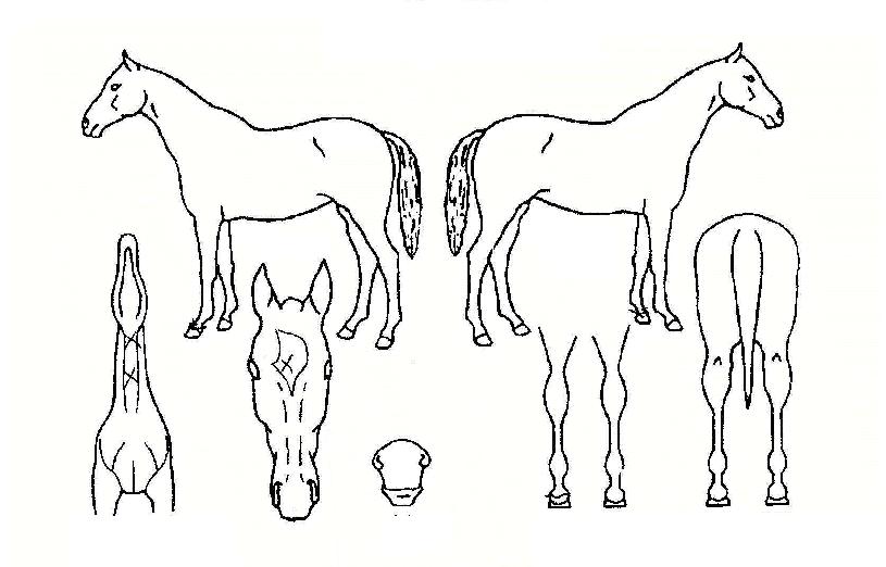 ��ũ��Ÿ���� ����,���,�޸�,�λ�,�ٸ��� Ư¡����