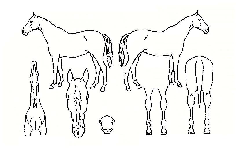 ¾Æº£²ô¶Ñ¾ÆÀÇ Ãø¸é,¿ì¸é,µÞ¸é,µÎ»ó,´Ù¸®ÀÇ Æ¯Â¡µµÇØ