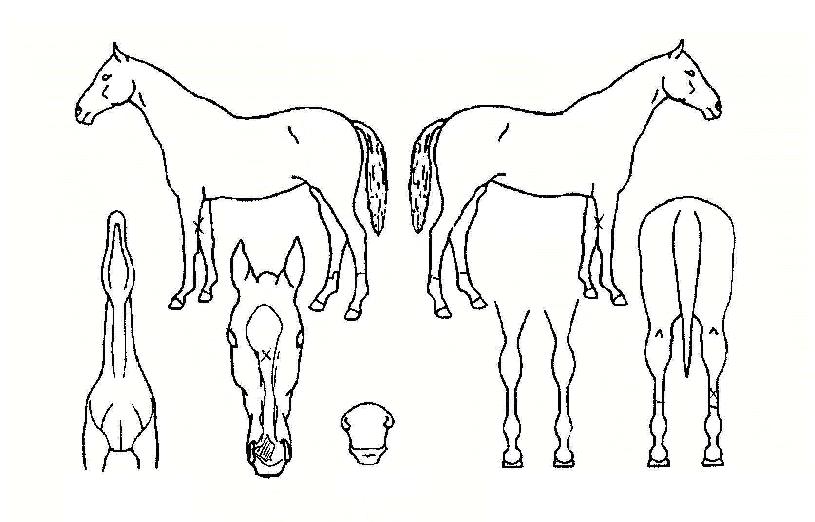 ·¹ÀÌÅ©¼±´õÀÇ Ãø¸é,¿ì¸é,µÞ¸é,µÎ»ó,´Ù¸®ÀÇ Æ¯Â¡µµÇØ