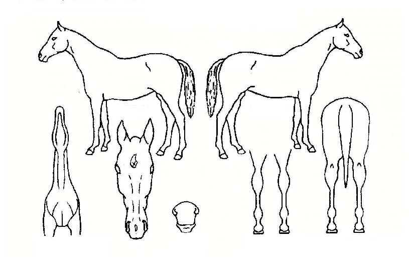 Ä¿ÇÃÀÇ Ãø¸é,¿ì¸é,µÞ¸é,µÎ»ó,´Ù¸®ÀÇ Æ¯Â¡µµÇØ