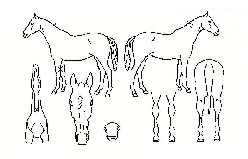 ¸Ó´Ï¹Ù´ÙÀÇ Ãø¸é,¿ì¸é,µÞ¸é,µÎ»ó,´Ù¸®ÀÇ Æ¯Â¡µµÇØ