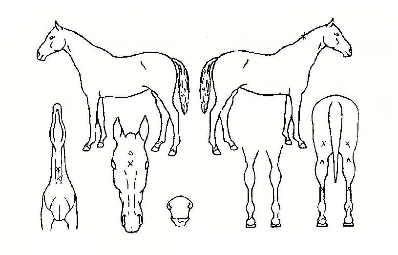 ½´ÆÛ¿¡³ÊÁöÀÇ Ãø¸é,¿ì¸é,µÞ¸é,µÎ»ó,´Ù¸®ÀÇ Æ¯Â¡µµÇØ