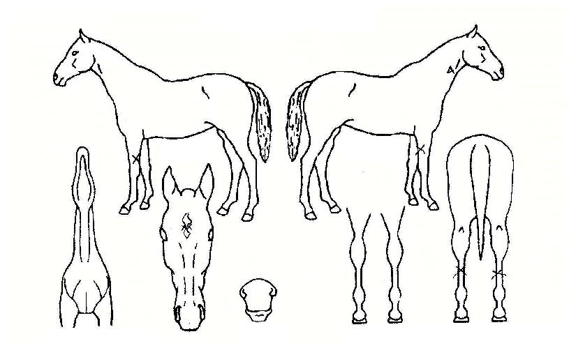 ½ºÀ§Æ®¹ÂÁ÷ÀÇ Ãø¸é,¿ì¸é,µÞ¸é,µÎ»ó,´Ù¸®ÀÇ Æ¯Â¡µµÇØ