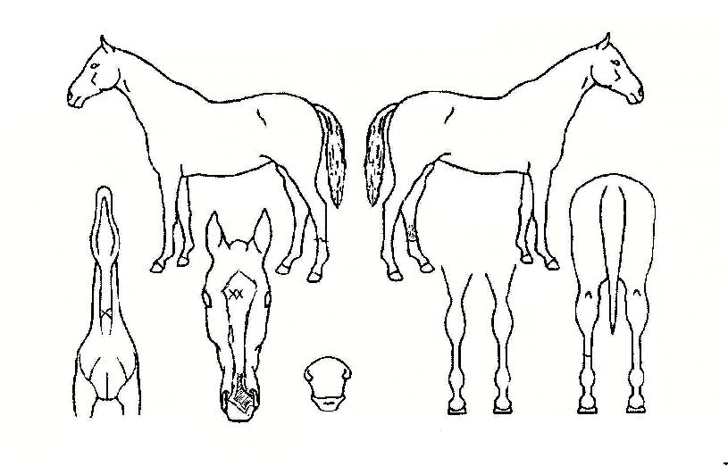 ����Ʈ�Ŀ��� ����,���,�޸�,�λ�,�ٸ��� Ư¡����